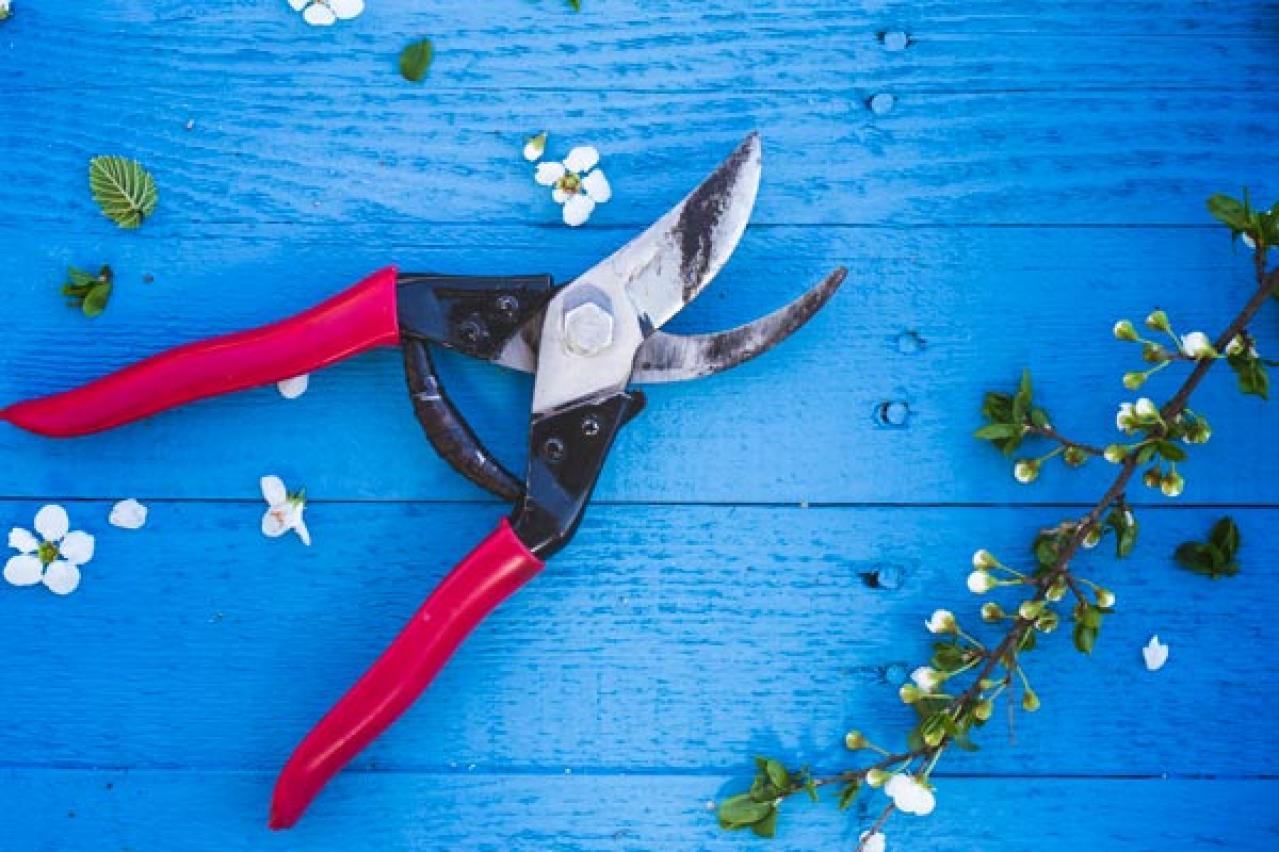 【ガーデニング】冬は落葉樹の剪定適期。どの枝を切ったらいいの？にアドバイス（画像16）