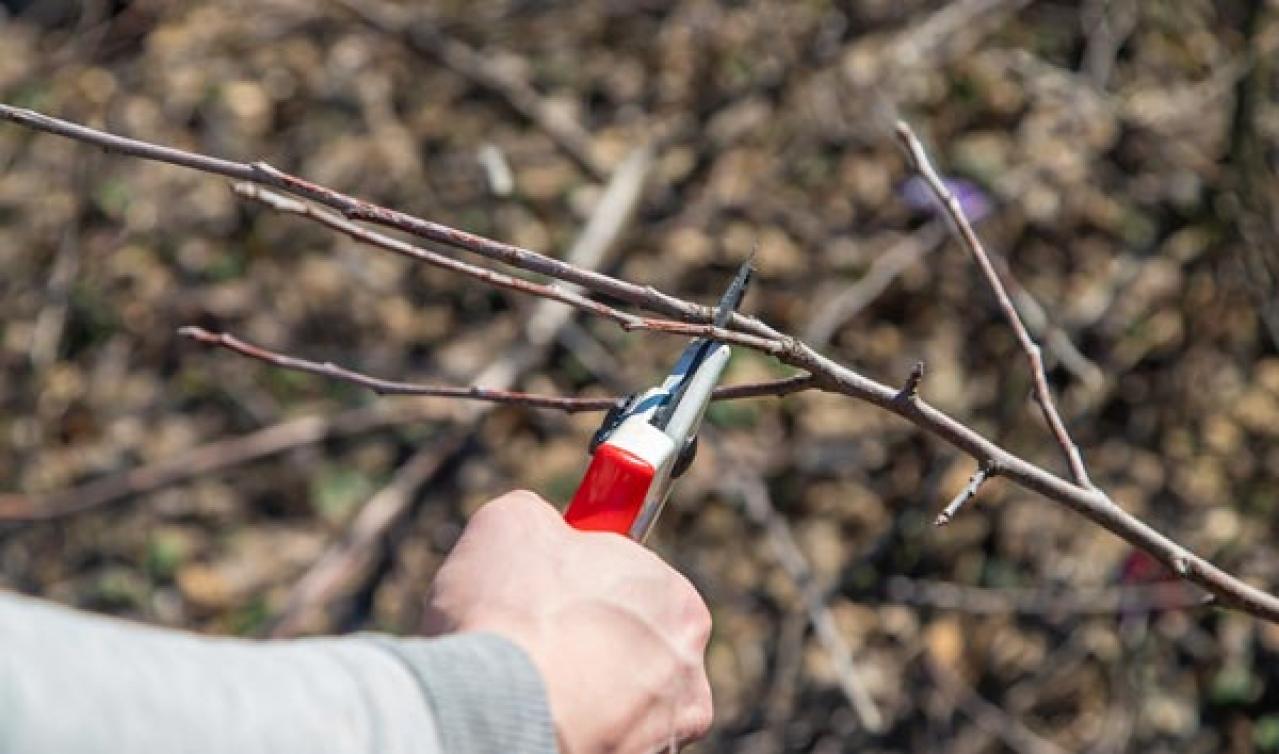 【ガーデニング】冬は落葉樹の剪定適期。どの枝を切ったらいいの？にアドバイス（画像7）