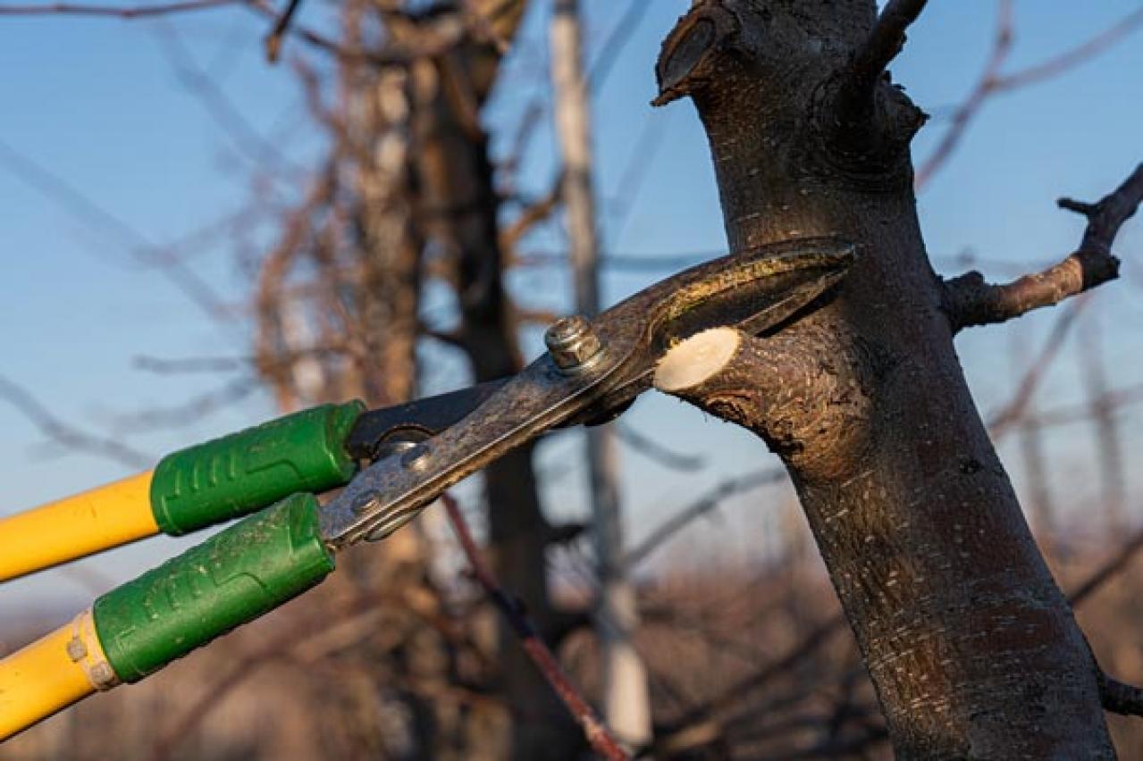 【ガーデニング】冬は落葉樹の剪定適期。どの枝を切ったらいいの？にアドバイス（画像13）