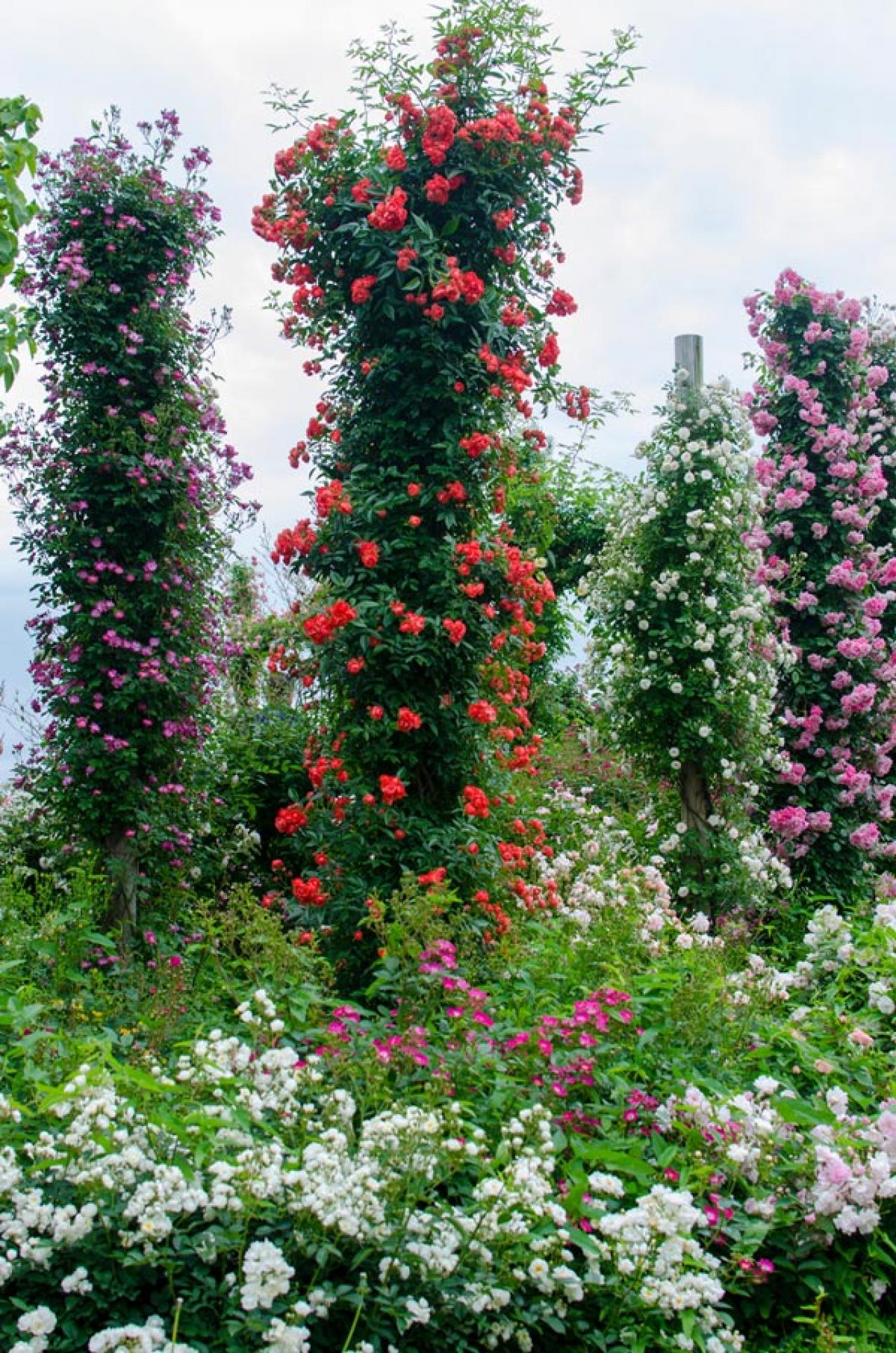 【ガーデニング】2月はバラの冬剪定の季節。剪定・誘引の計画を立て、イメージトレーニングを！（画像4）