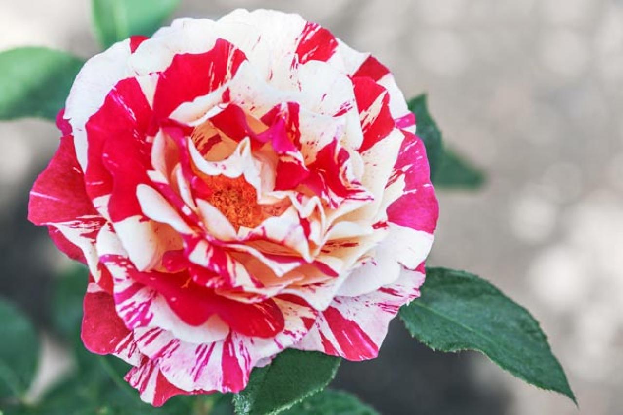 【ガーデニング】2月はバラの冬剪定の季節。剪定・誘引の計画を立て、イメージトレーニングを！（画像3）