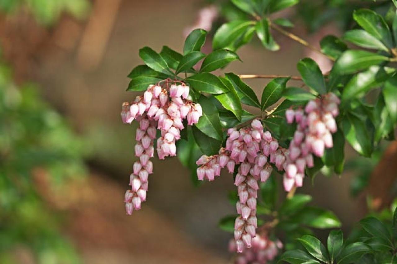 【ガーデニング】梅が咲いた！春の訪れを告げる花木［12選］鉢植えでも育てやすい  （画像2）