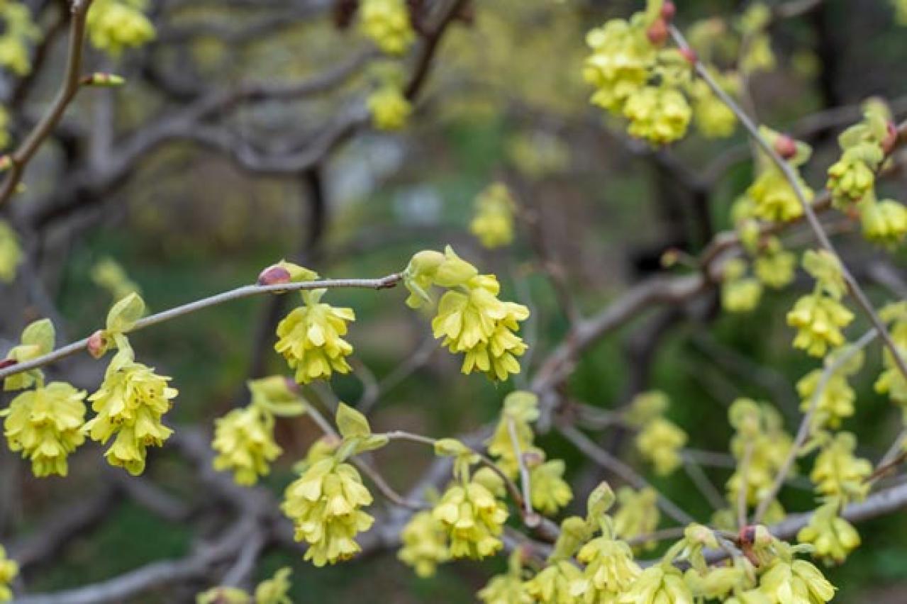 【ガーデニング】春の訪れを告げる早春の花木12選。鉢植えでも楽しめる（画像21）