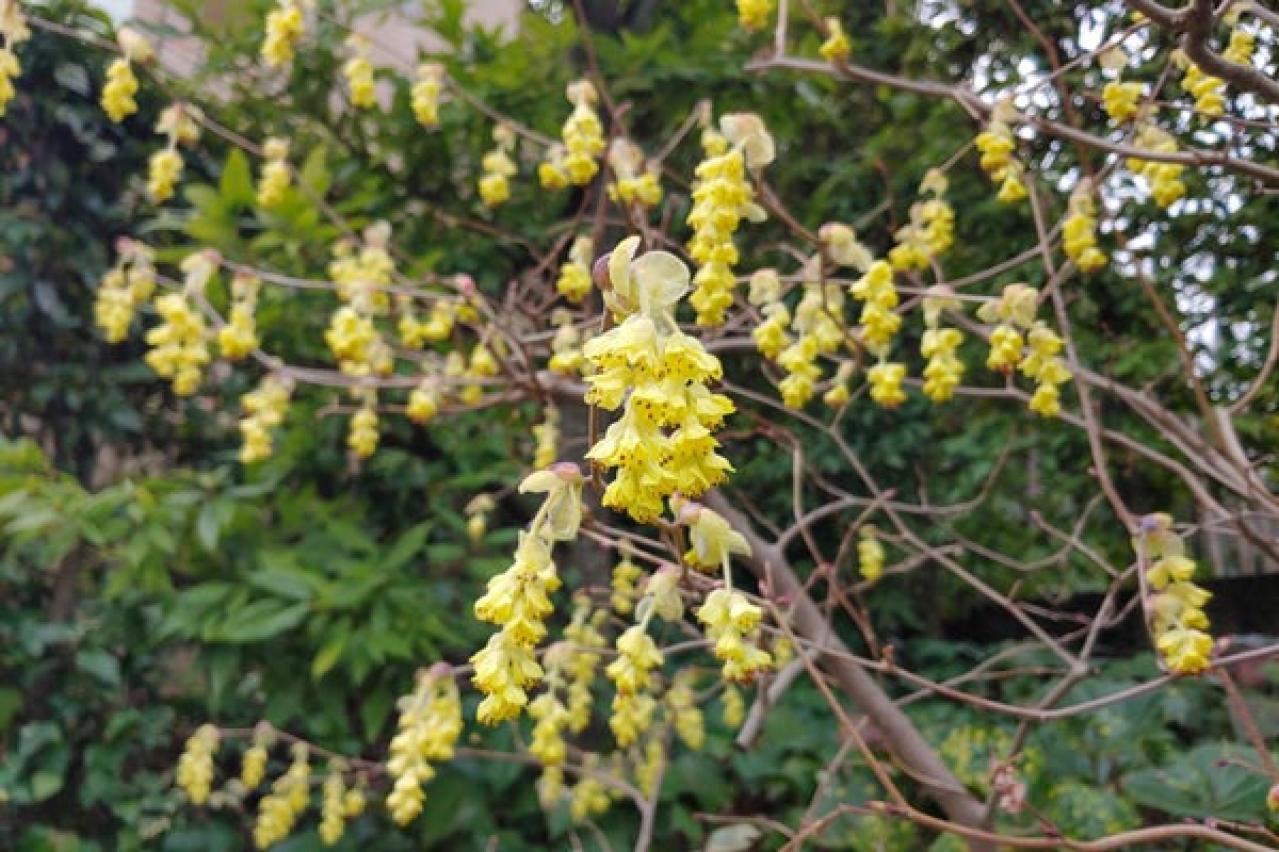 【ガーデニング】春の訪れを告げる早春の花木12選。鉢植えでも楽しめる（画像22）