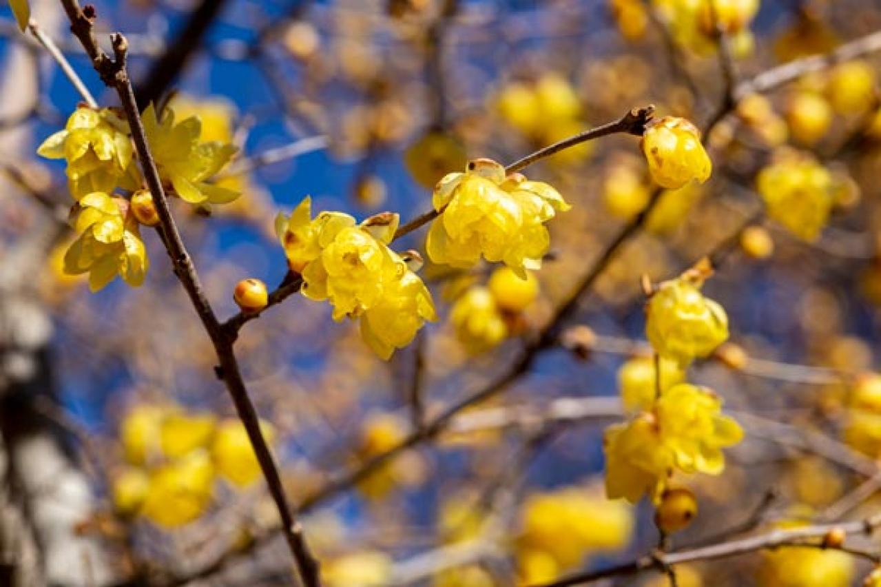 【ガーデニング】梅が咲いた！春の訪れを告げる花木［12選］鉢植えでも育てやすい  （画像7）