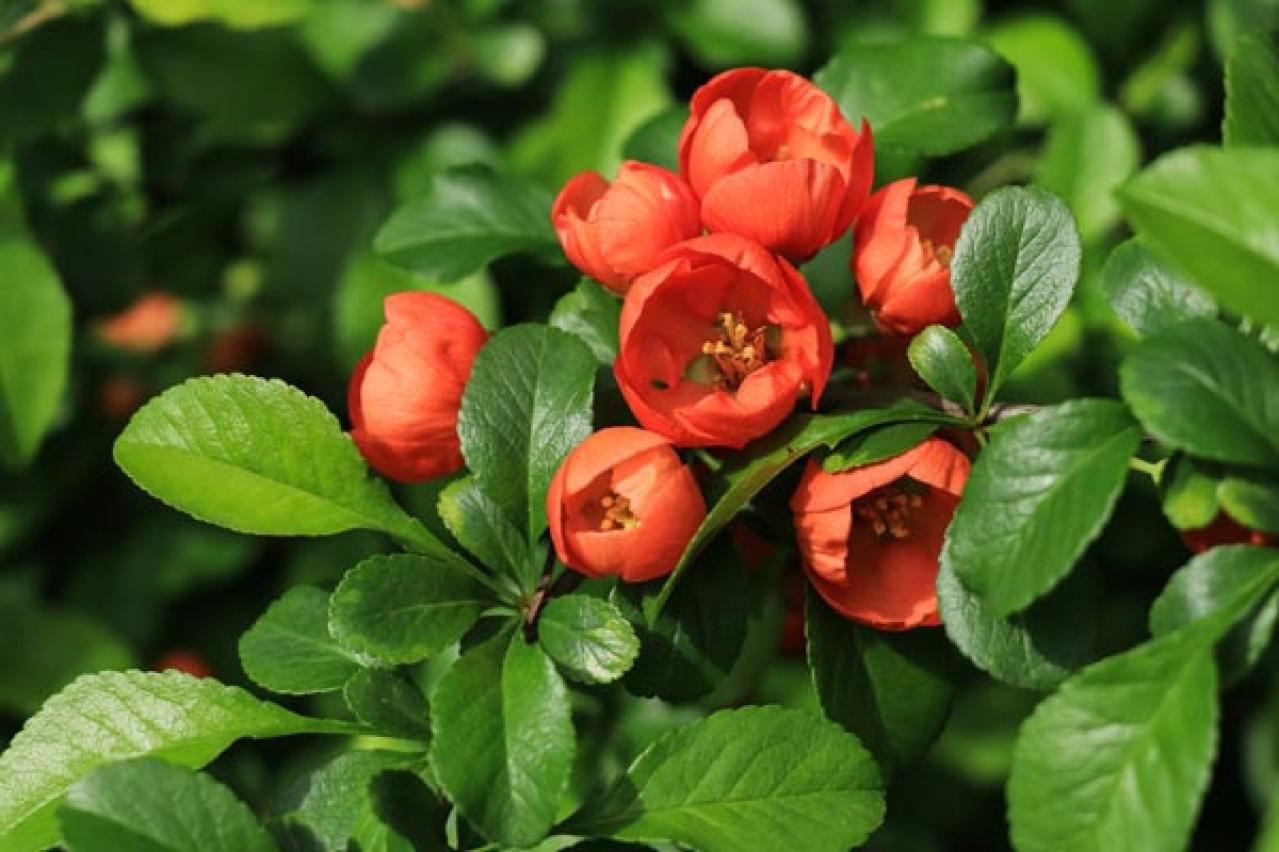 【ガーデニング】梅が咲いた！春の訪れを告げる花木［12選］鉢植えでも育てやすい  （画像8）