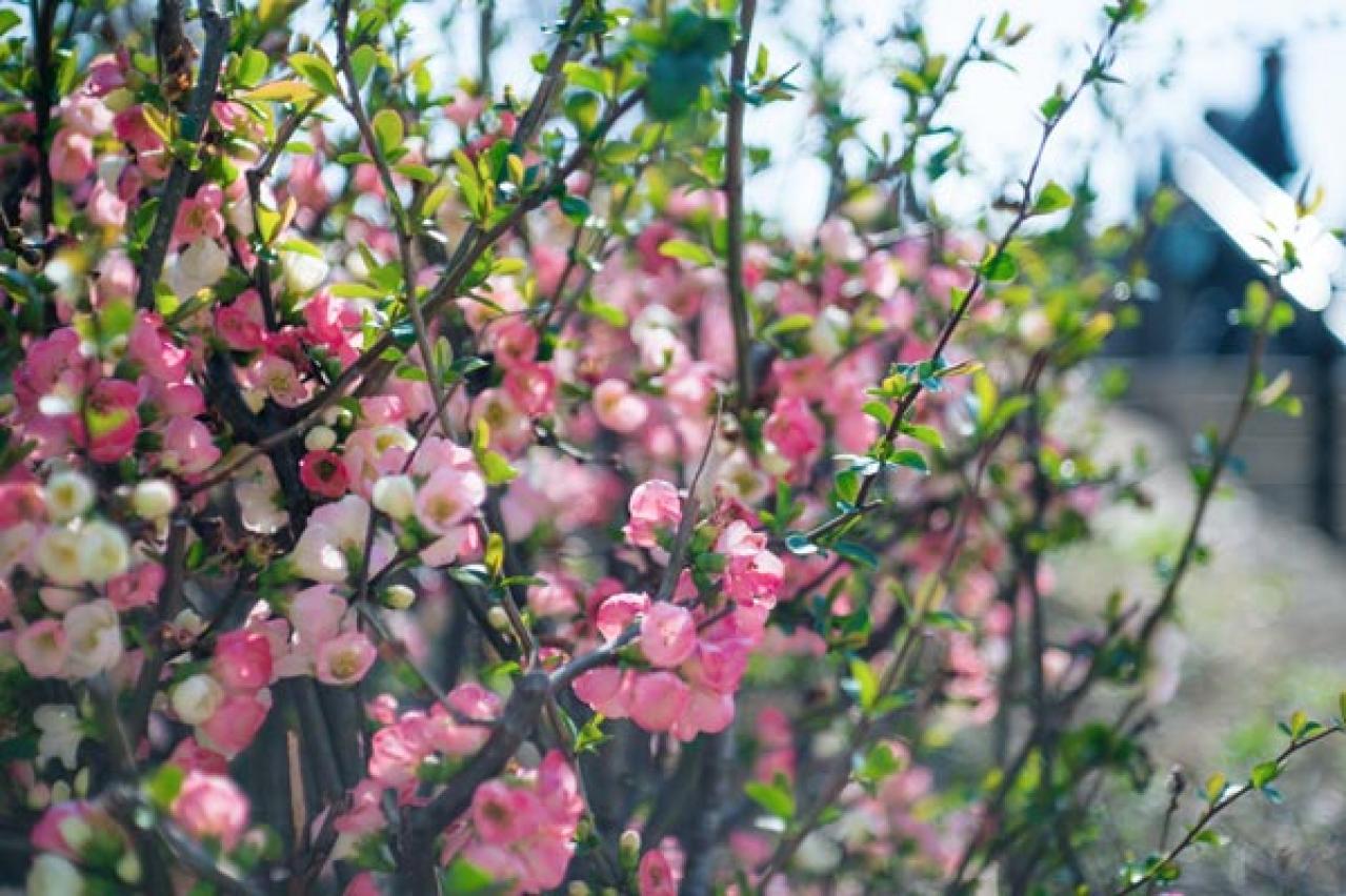 【ガーデニング】梅が咲いた！春の訪れを告げる花木［12選］鉢植えでも育てやすい  （画像9）