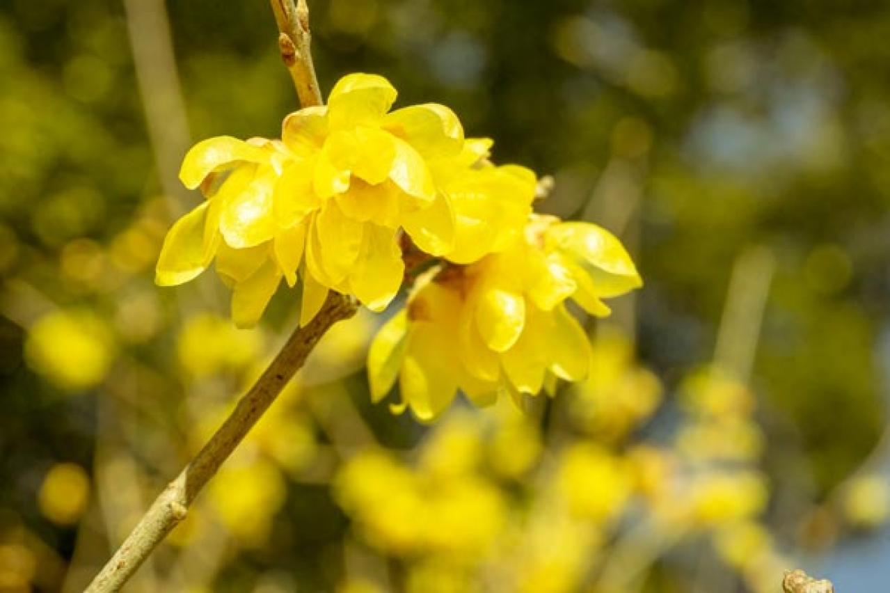 【ガーデニング】梅が咲いた！春の訪れを告げる花木［12選］鉢植えでも育てやすい  （画像6）