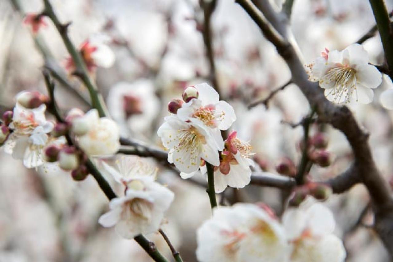 【ガーデニング】梅が咲いた！春の訪れを告げる花木［12選］鉢植えでも育てやすい  （画像4）