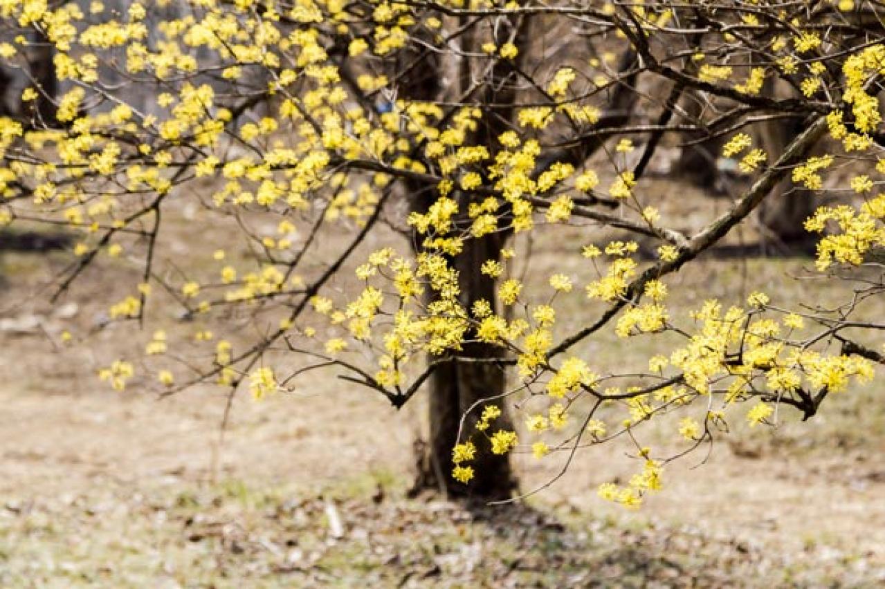 【ガーデニング】春の訪れを告げる早春の花木12選。鉢植えでも楽しめる（画像19）