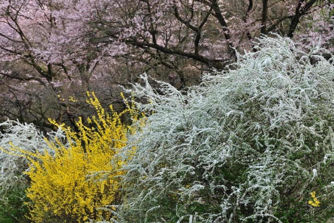 【ガーデニング】梅が咲いた！春の訪れを告げる花木［12選］鉢植えでも育てやすい  （画像3）