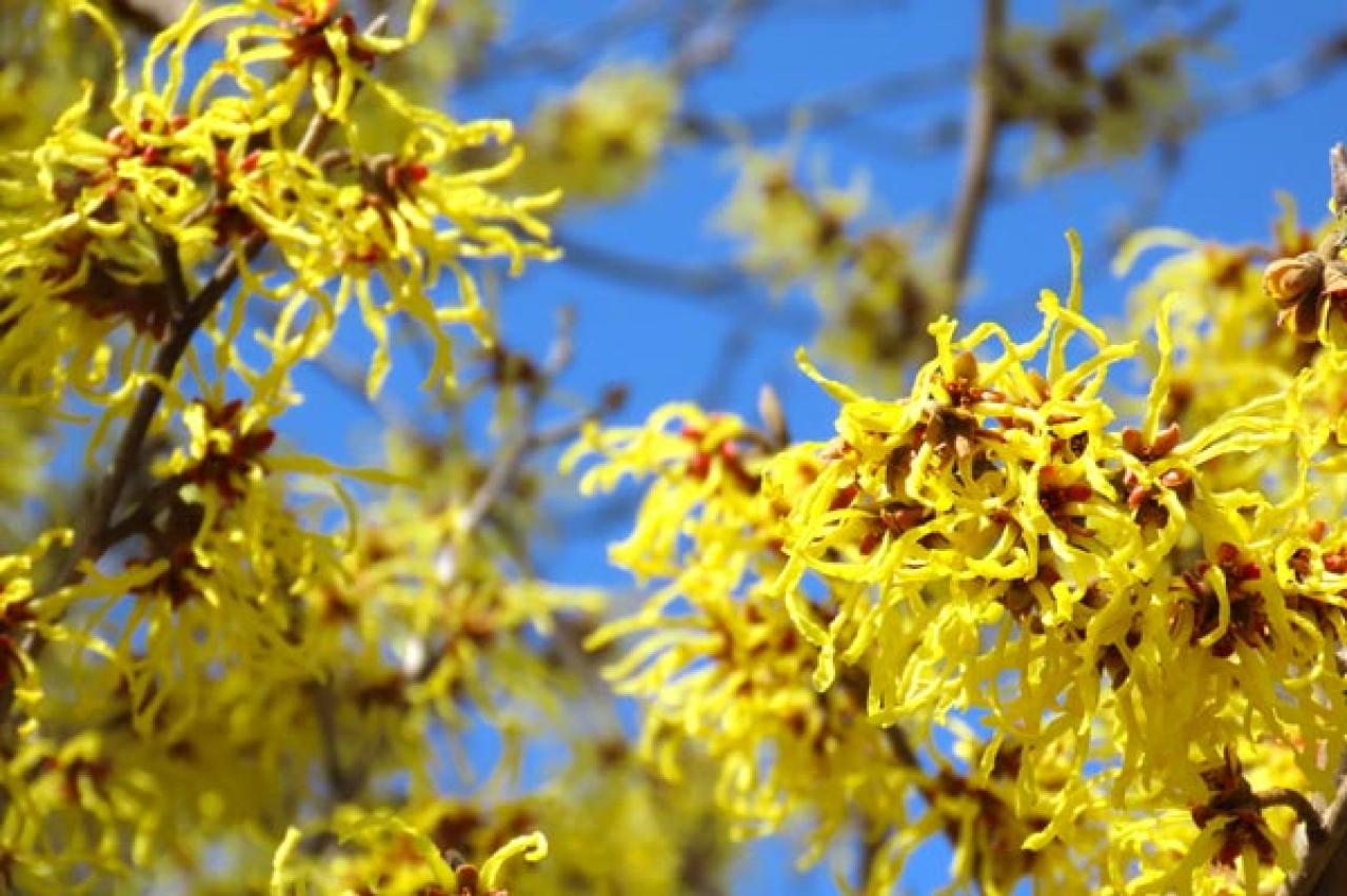 【ガーデニング】春の訪れを告げる早春の花木12選。鉢植えでも楽しめる（画像12）