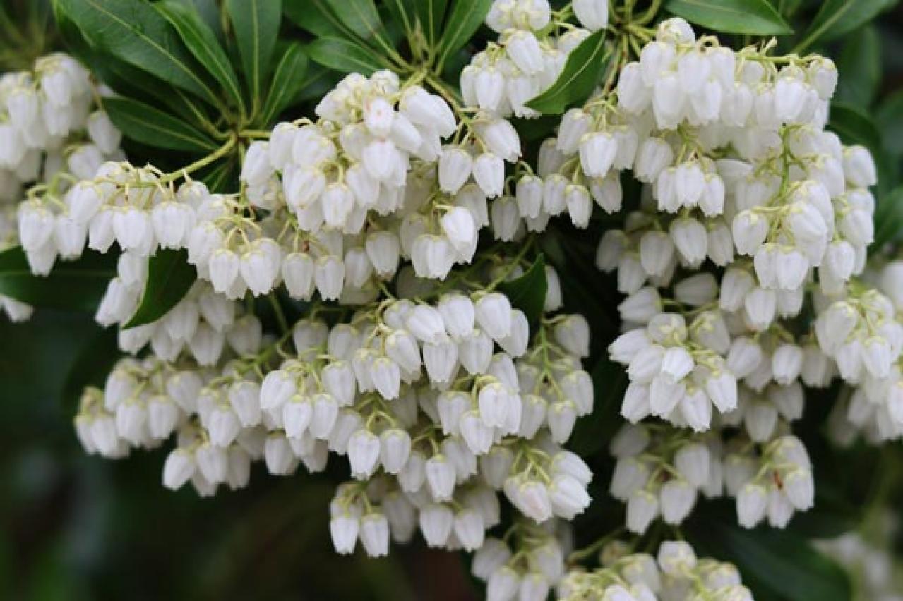 【ガーデニング】春の訪れを告げる早春の花木12選。鉢植えでも楽しめる（画像17）