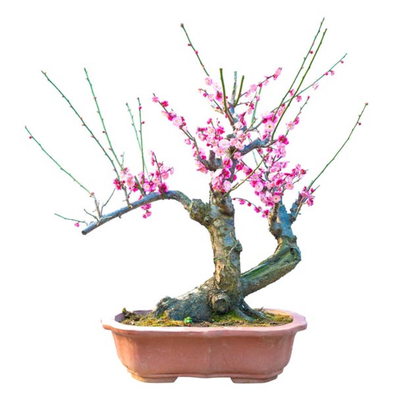 【ガーデニング】梅が咲いた！春の訪れを告げる花木［12選］鉢植えでも育てやすい  （画像5）