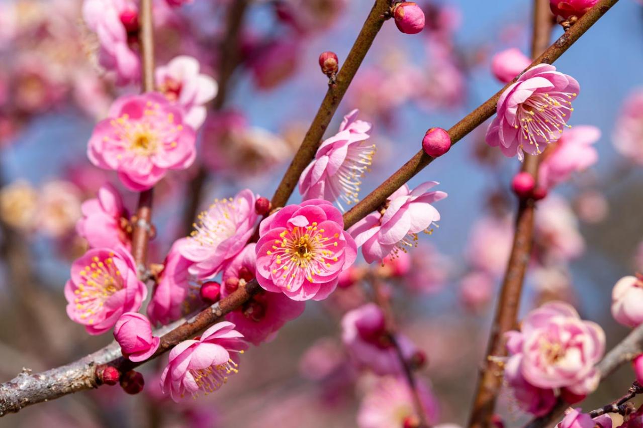 【ガーデニング】梅が咲いた！春の訪れを告げる花木［12選］鉢植えでも育てやすい  
