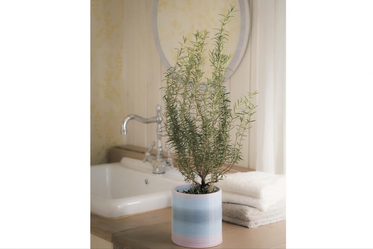 【ハーブガーデニング】料理にもクラフトにも使い勝手バツグンな【ローズマリー】の栽培方法と活用アイデア2選