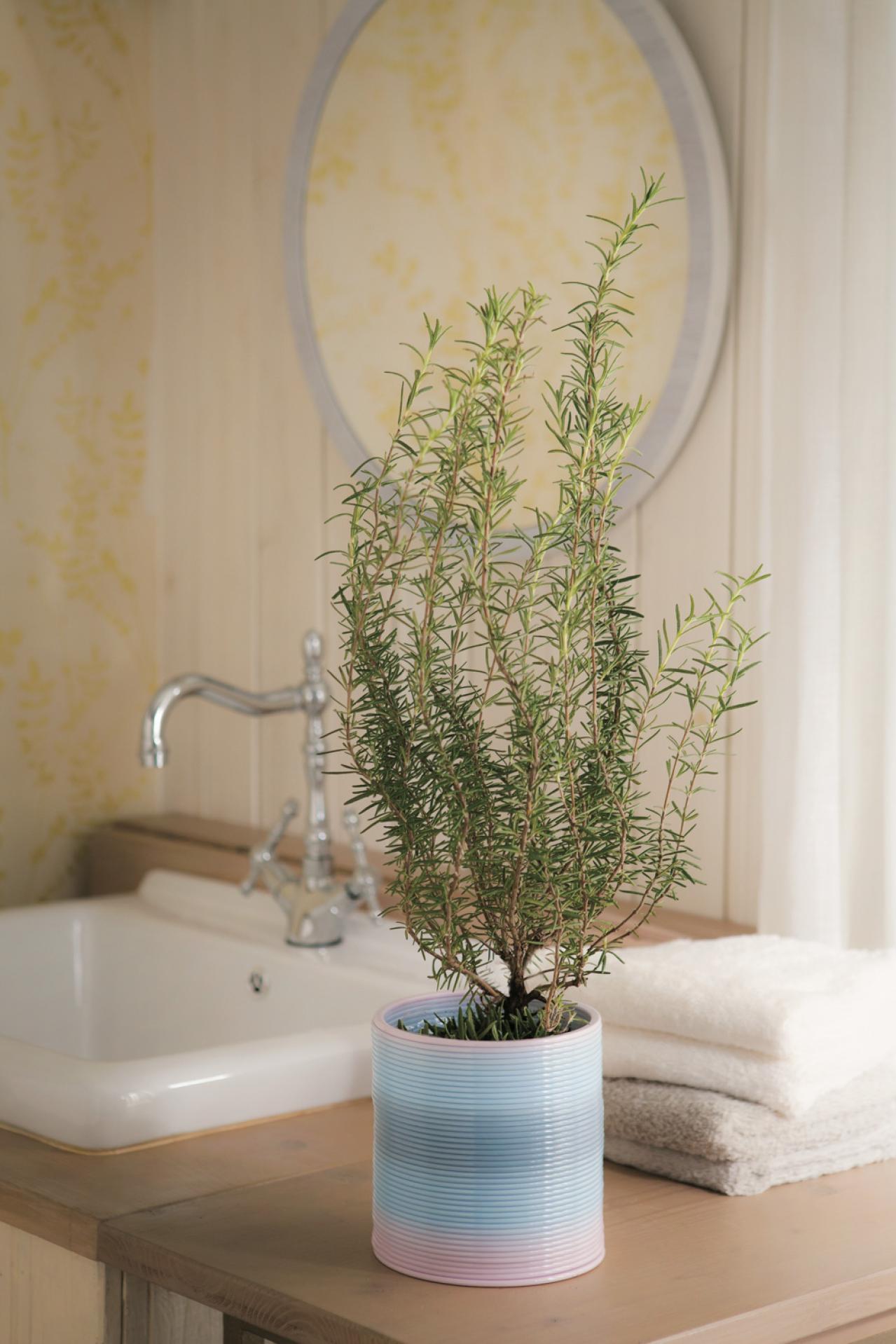 【ハーブガーデニング】料理にもクラフトにも使い勝手バツグンな【ローズマリー】の栽培方法と活用アイデア2選（画像4）