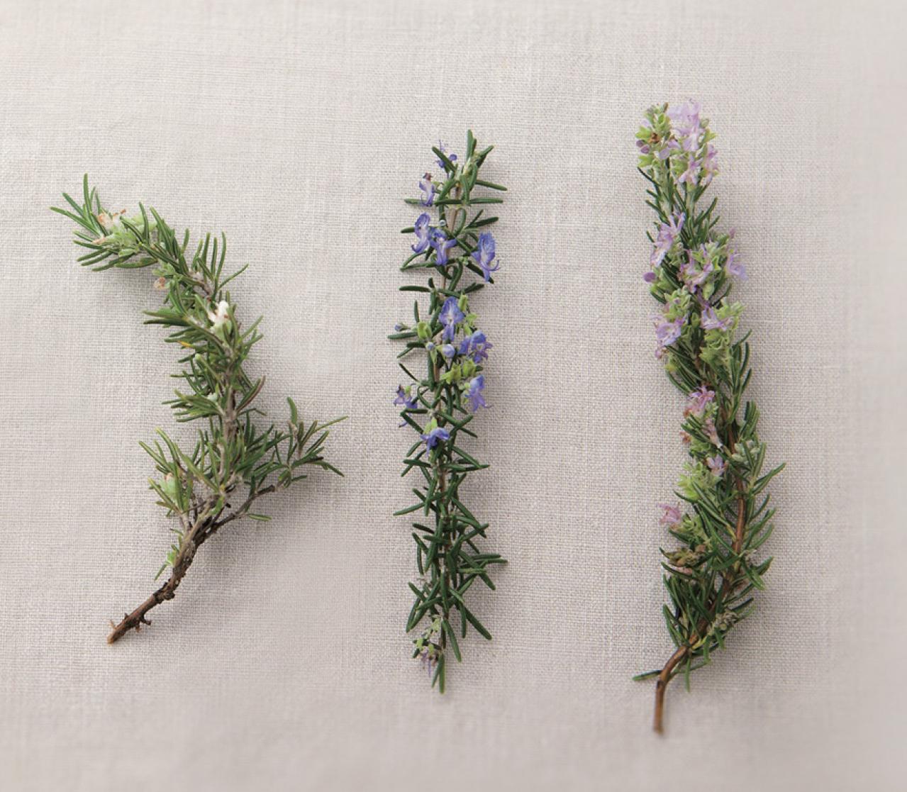 【ハーブガーデニング】料理にもクラフトにも使い勝手バツグンな【ローズマリー】の栽培方法と活用アイデア2選（画像5）