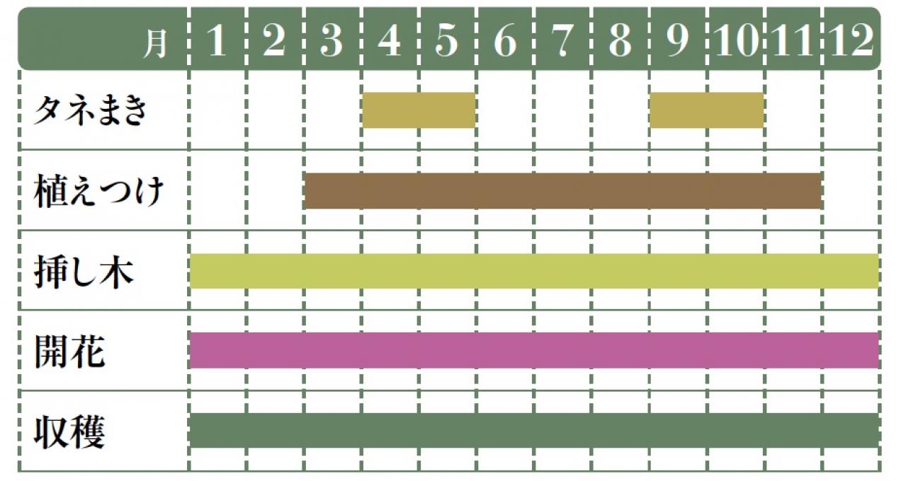 【ハーブガーデニング】料理にもクラフトにも使い勝手バツグンな【ローズマリー】の栽培方法と活用アイデア2選（画像2）