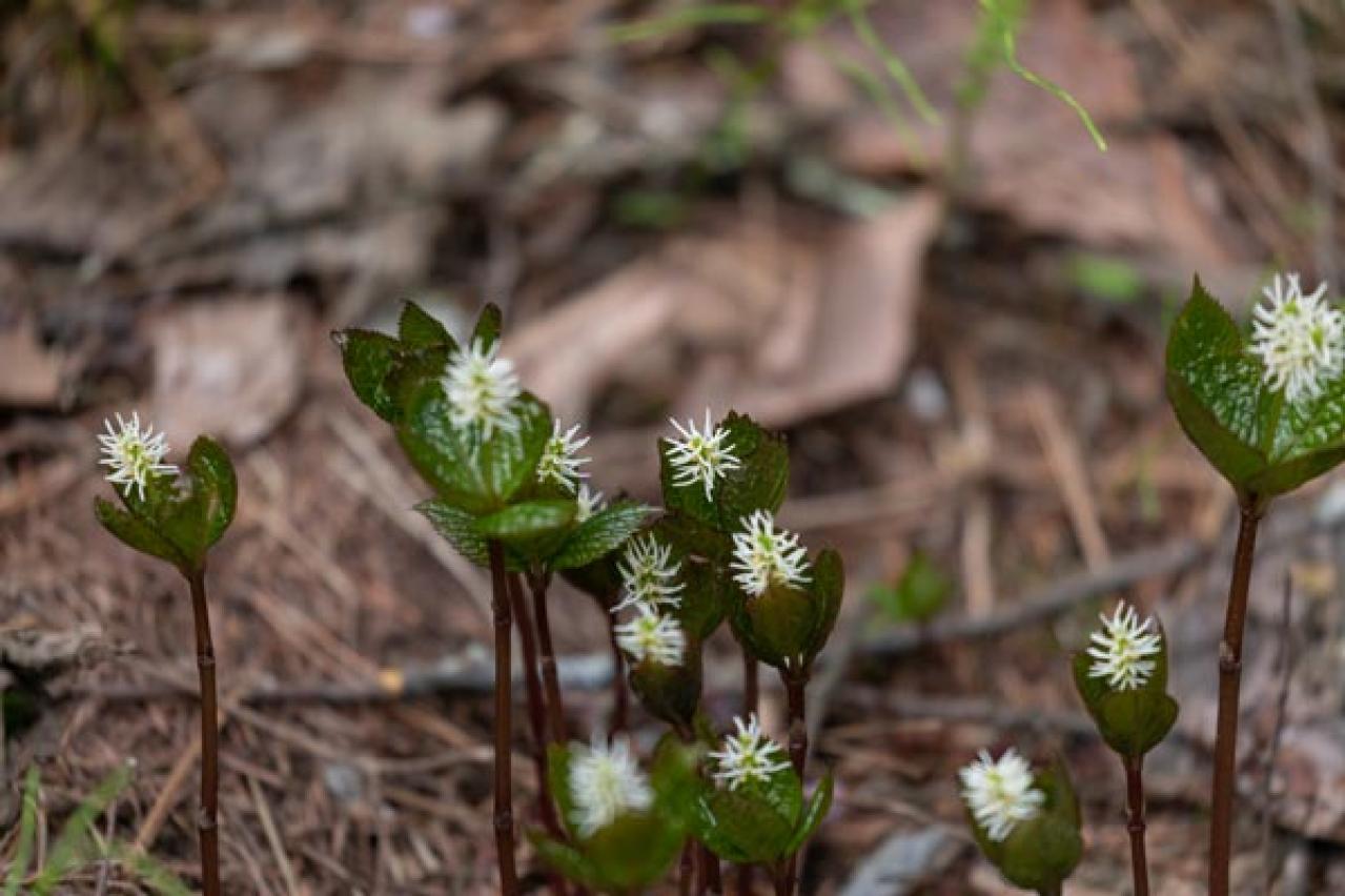 【ガーデニング】素朴で愛らしい［春の山野草10選］初心者にも（画像14）