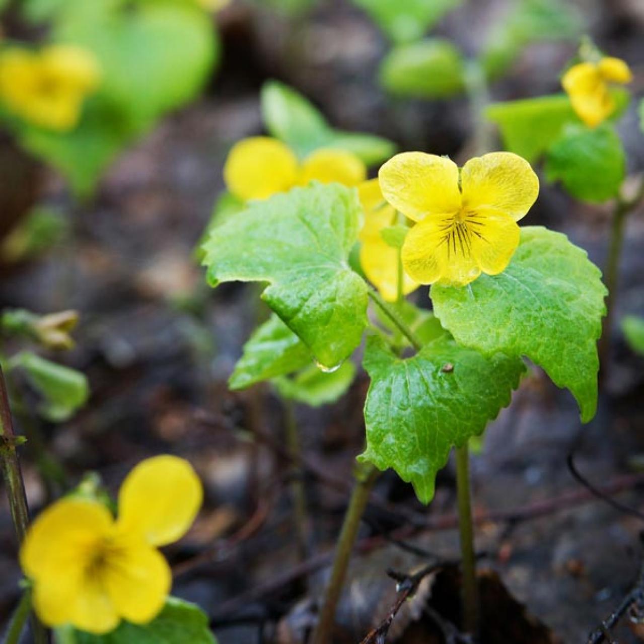 【ガーデニング】初心者にもおすすめ　春の山野草10選と育て方【毎年咲く多年草】（画像8）
