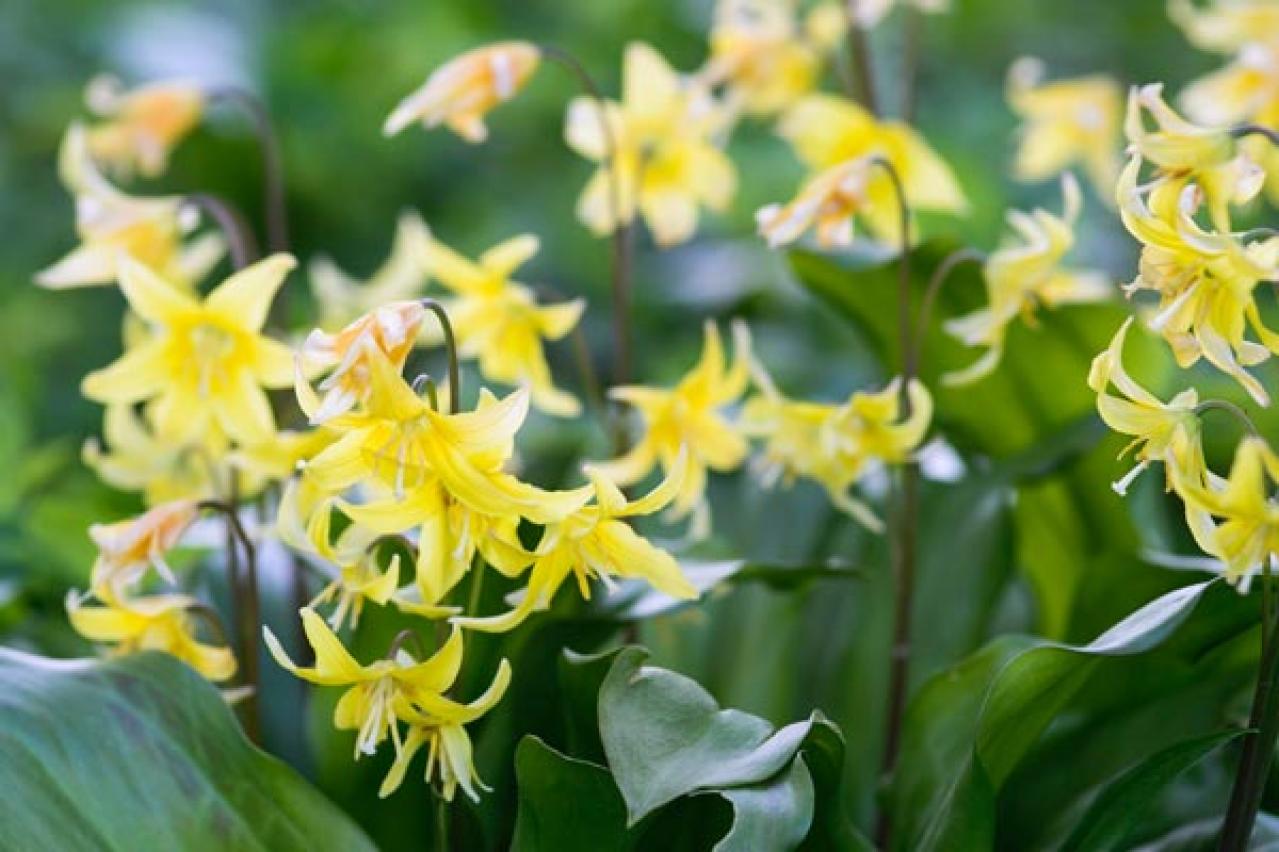 【ガーデニング】初心者にもおすすめ　春の山野草10選と育て方【毎年咲く多年草】（画像13）