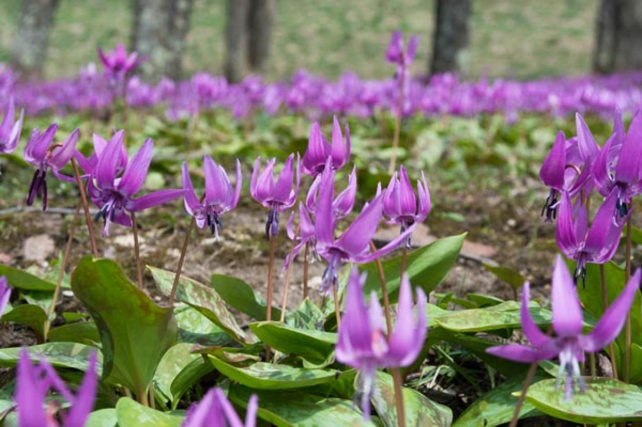 【ガーデニング】初心者にもおすすめ　春の山野草10選と育て方【毎年咲く多年草】（画像12）