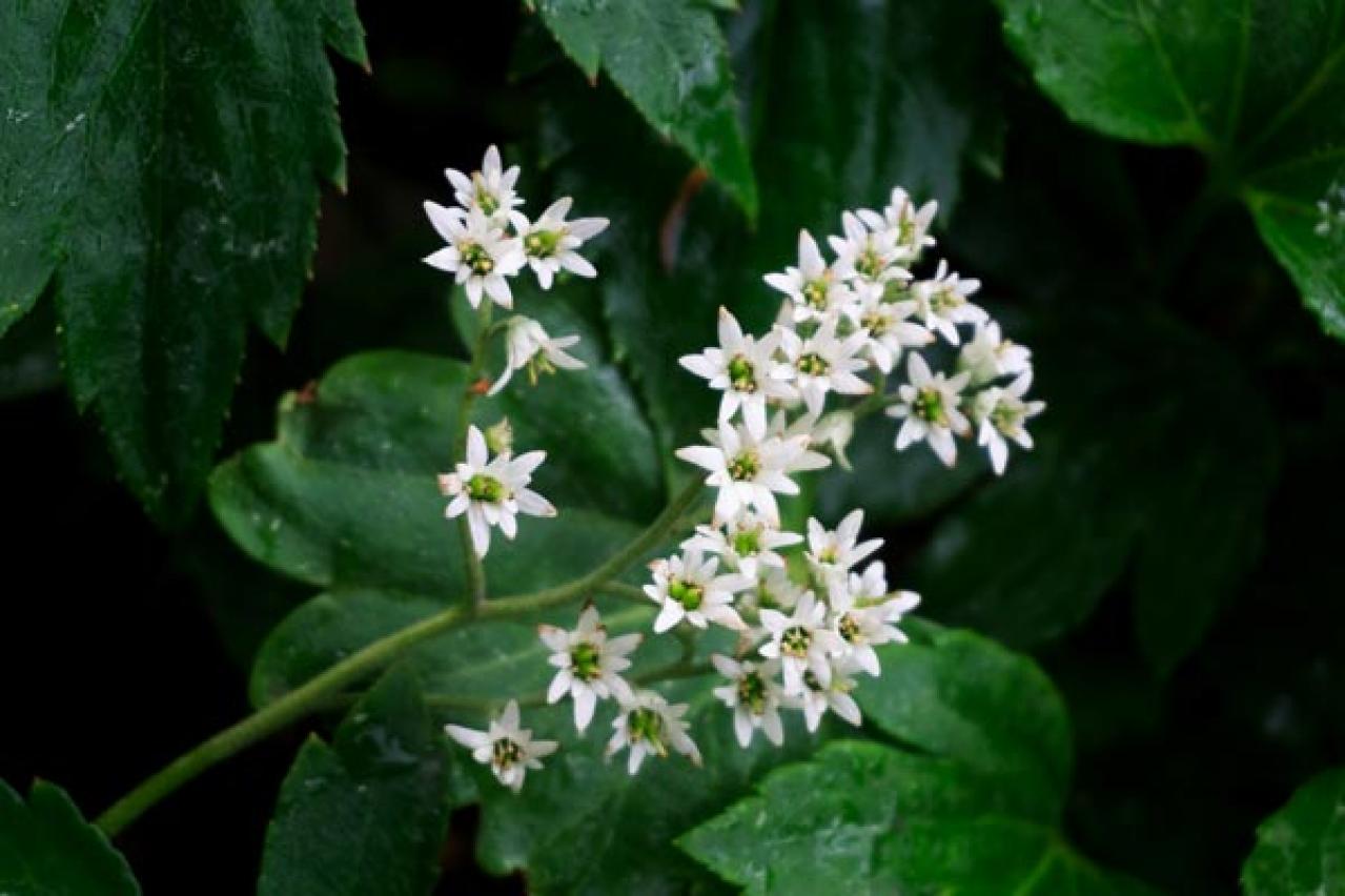 【ガーデニング】素朴で愛らしい［春の山野草10選］初心者にも（画像5）