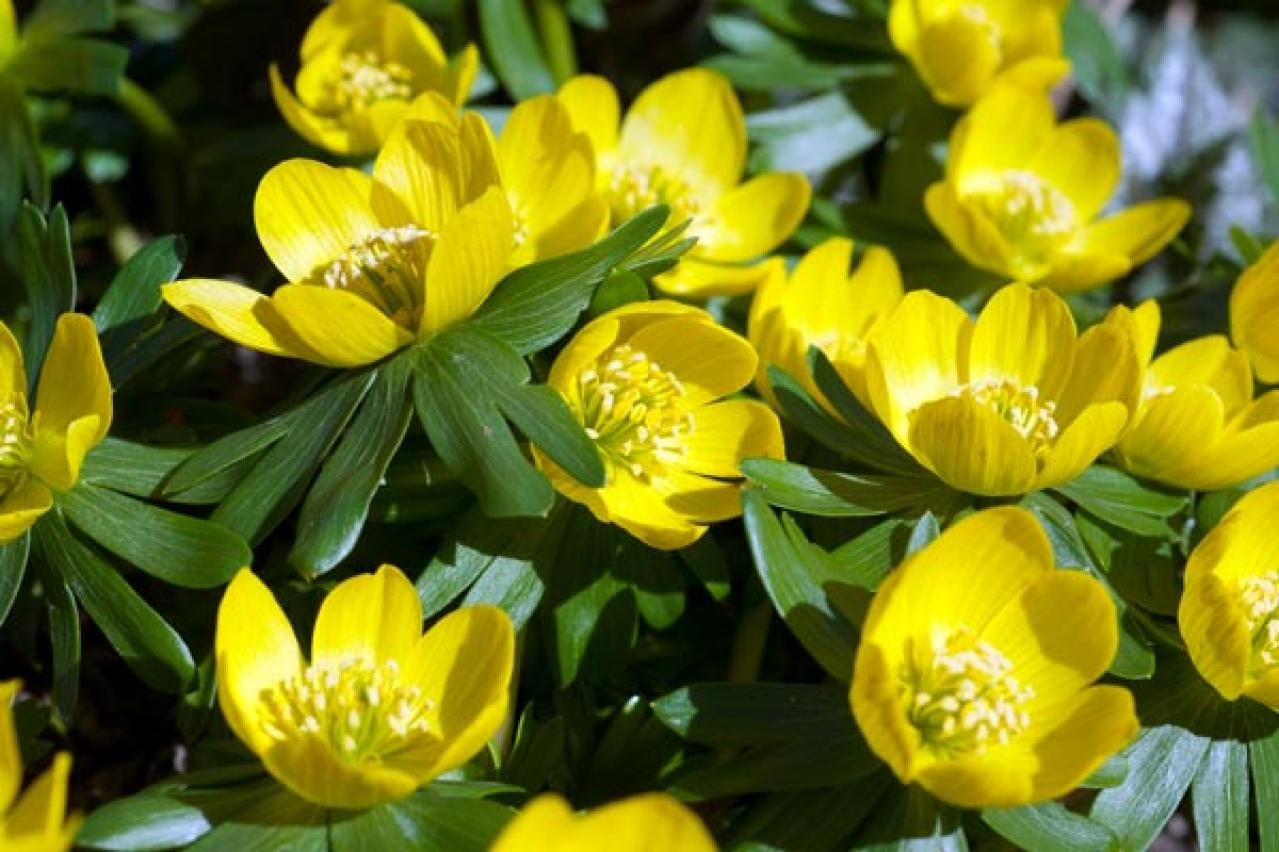 【ガーデニング】初心者にもおすすめ　春の山野草10選と育て方【毎年咲く多年草】（画像10）