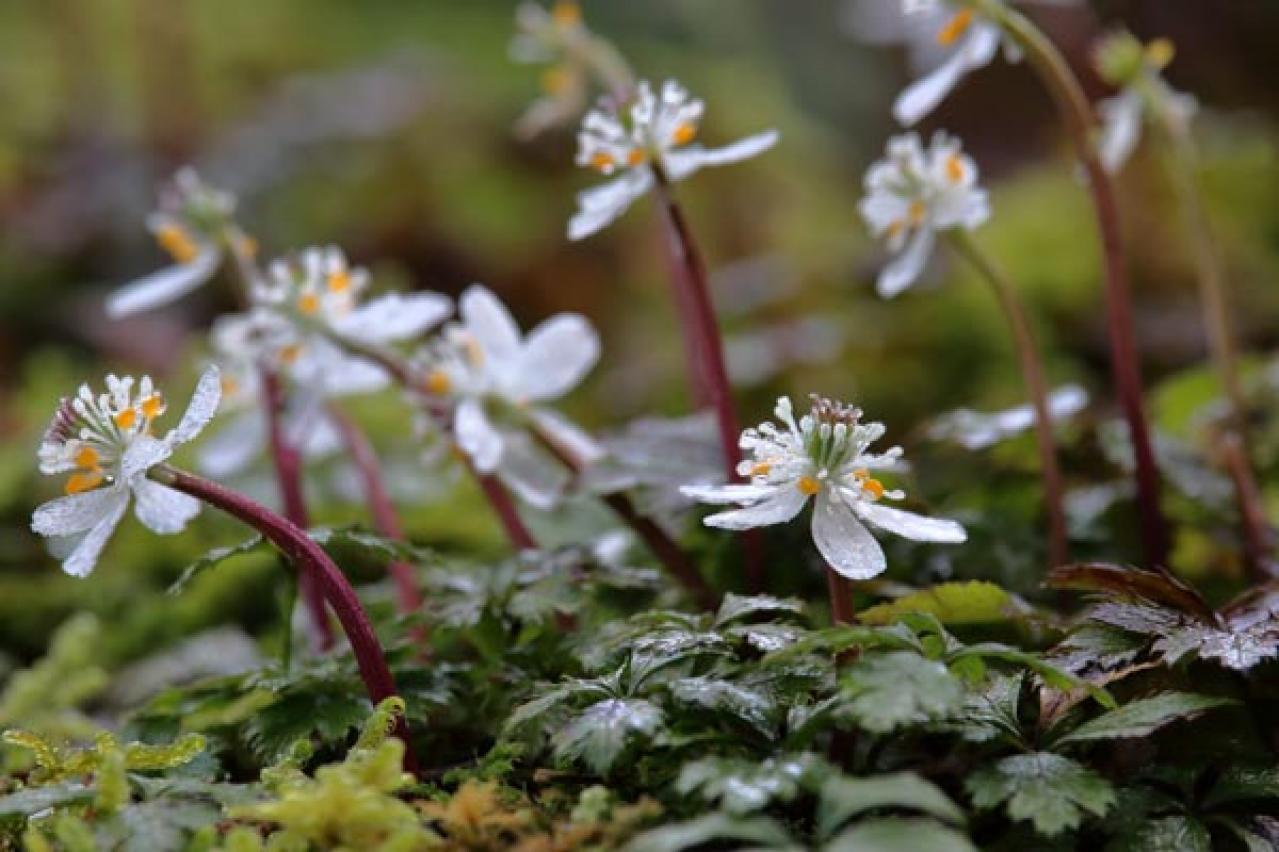 【ガーデニング】素朴で愛らしい［春の山野草10選］初心者にも（画像3）