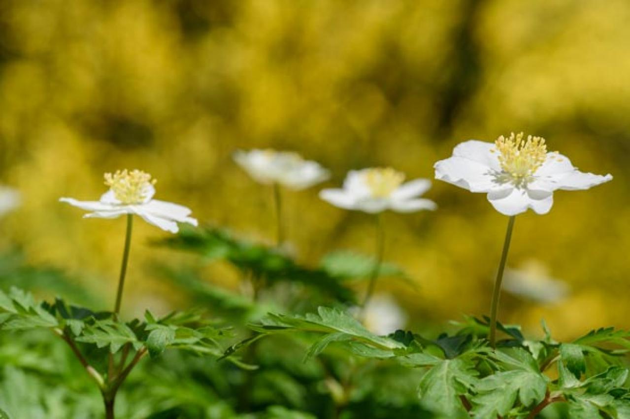 【ガーデニング】初心者にもおすすめ　春の山野草10選と育て方【毎年咲く多年草】（画像11）