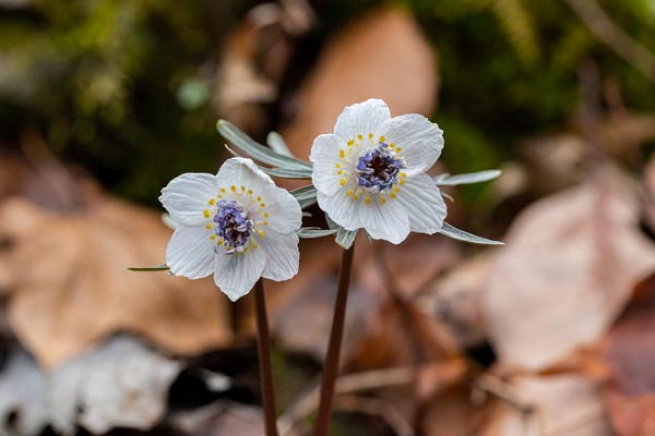 【ガーデニング】初心者にもおすすめ　春の山野草10選と育て方【毎年咲く多年草】（画像9）