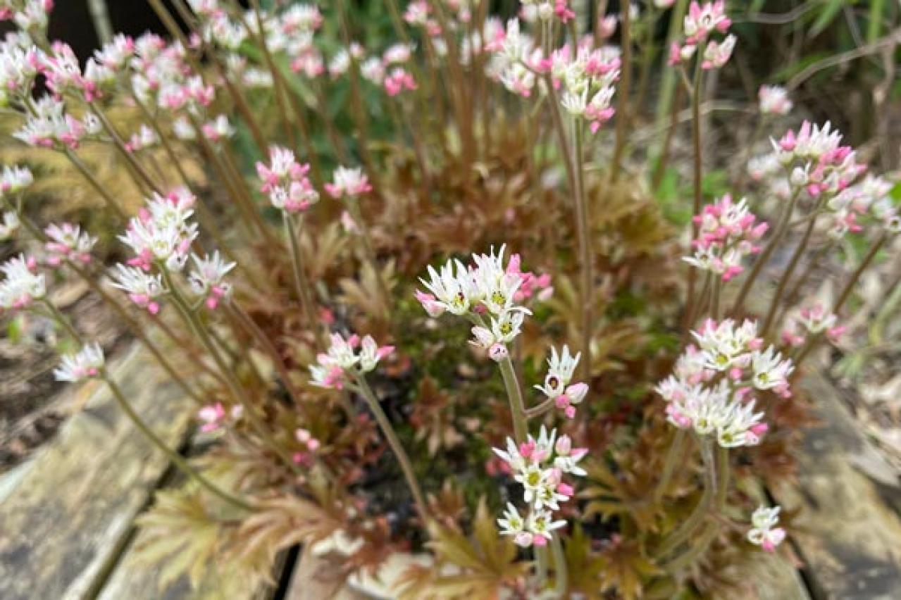 【ガーデニング】素朴で愛らしい［春の山野草10選］初心者にも（画像6）