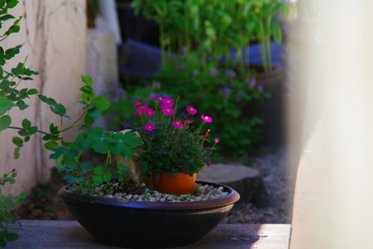 【ガーデニング】素朴で愛らしい［春の山野草10選］初心者にも（画像19）