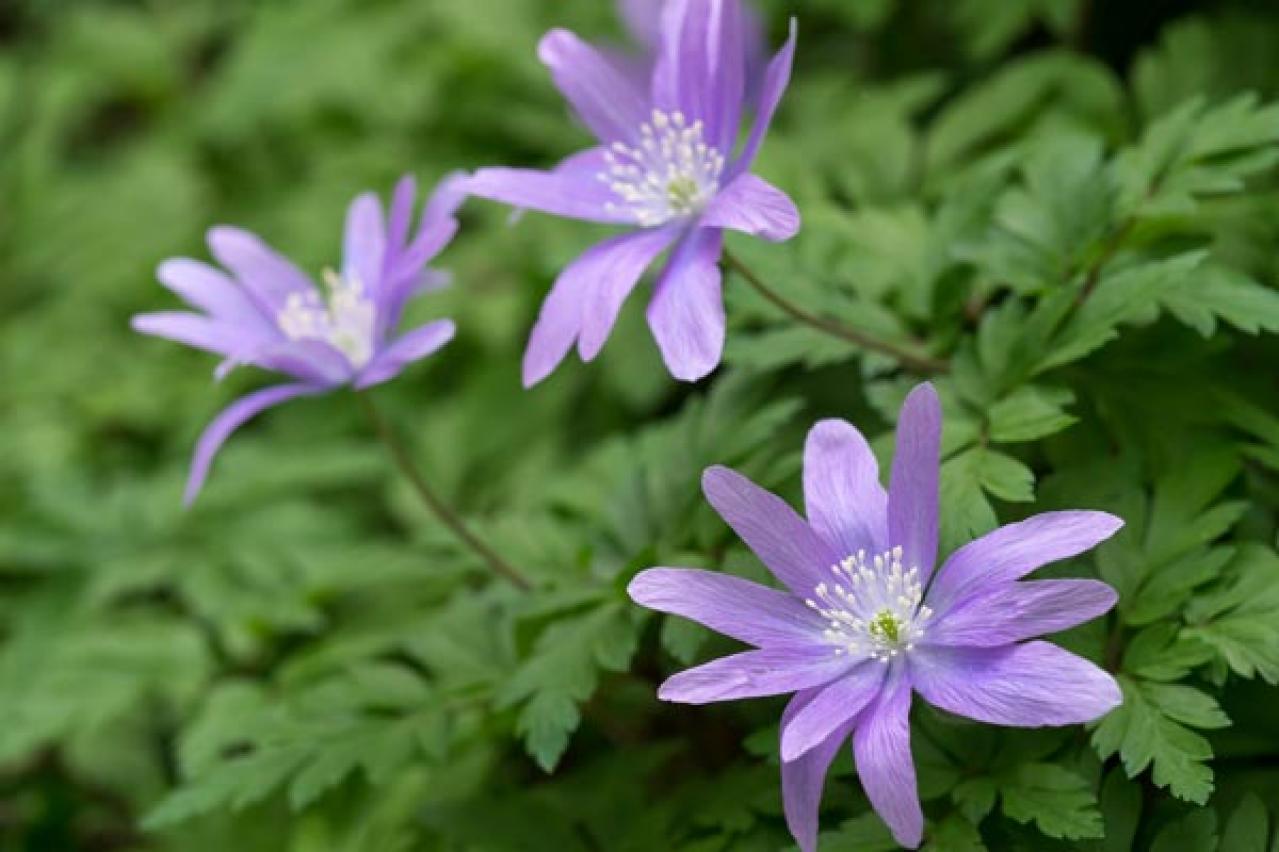 【ガーデニング】素朴で愛らしい［春の山野草10選］初心者にも（画像4）