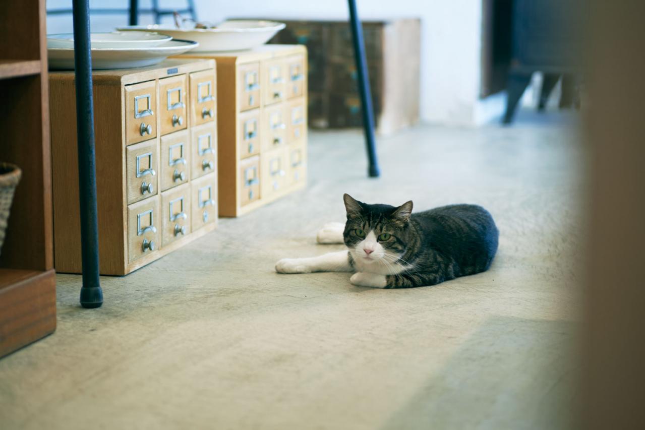【大人ひとり旅】「hal」店主・後藤由紀子さんが器とおいしいものをめぐる「益子の旅」2日目（画像10）