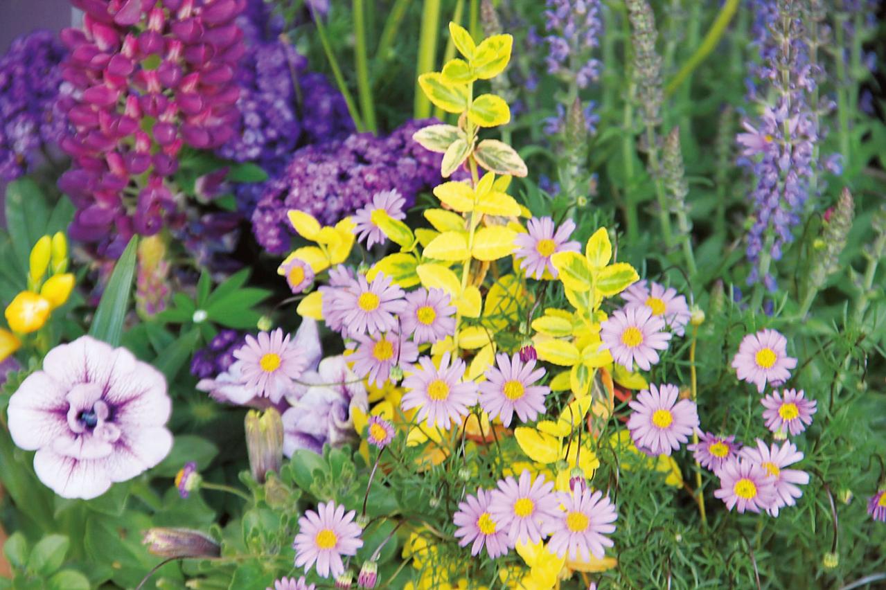 【ガーデニング】3〜4月におすすめなのは？ 吉谷桂子さんの寄せ植えQ&A（画像2）