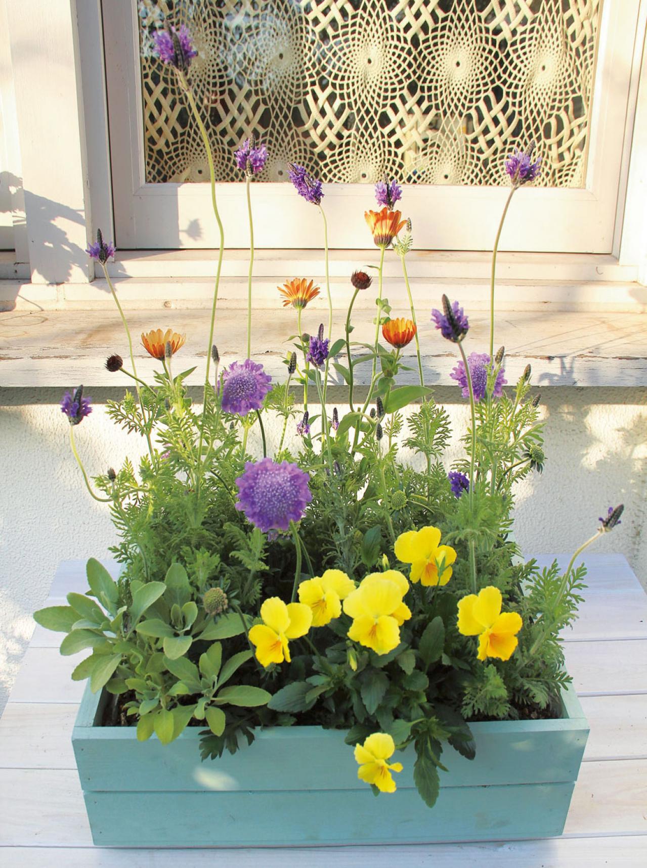 【ガーデニング】3〜4月におすすめなのは？ 吉谷桂子さんの寄せ植えQ&A（画像3）