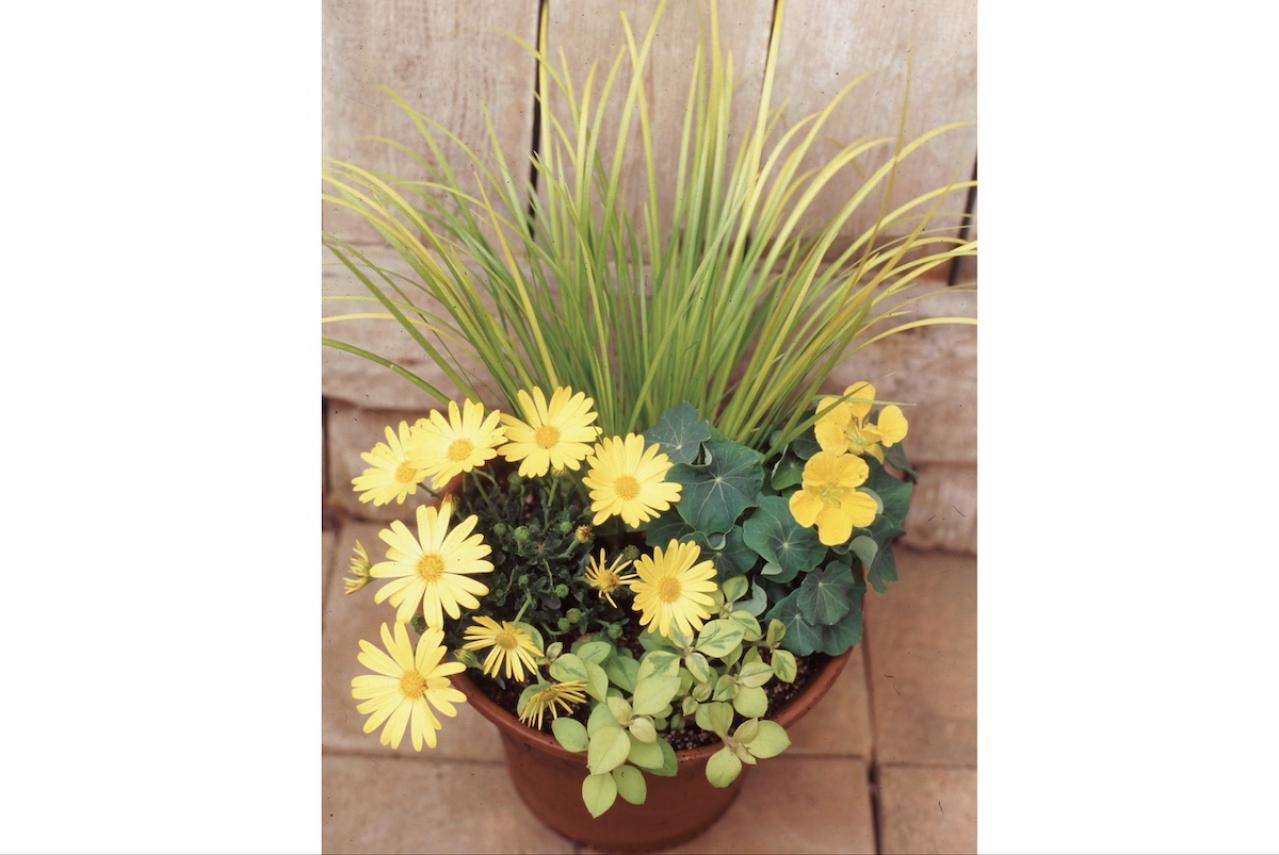 【ガーデニング】失敗しない植物の形の組み合わせ方は？ 吉谷桂子さんの寄せ植えQ&A