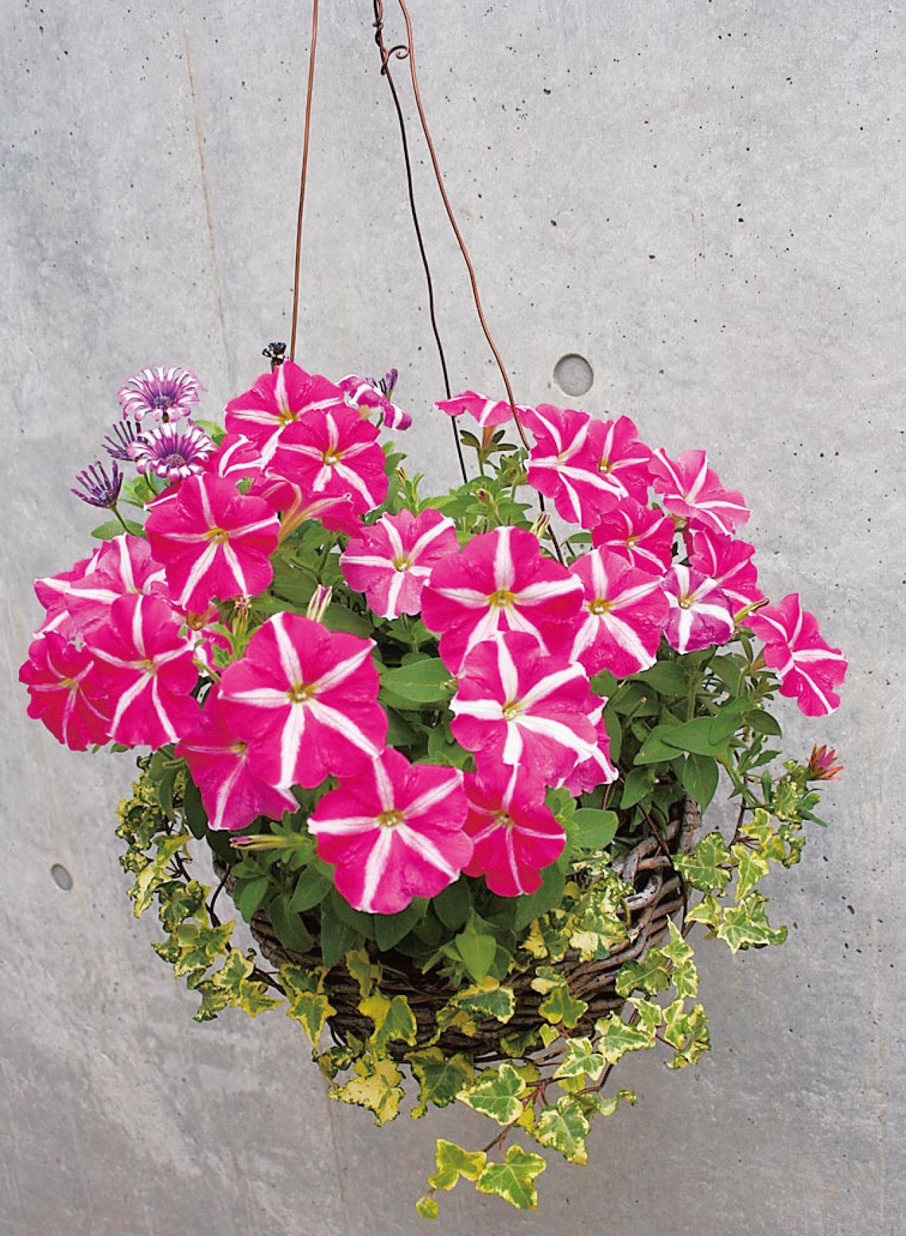 【ガーデニング】失敗しない植物の形の組み合わせ方は？ 吉谷桂子さんの寄せ植えQ&A（画像5）