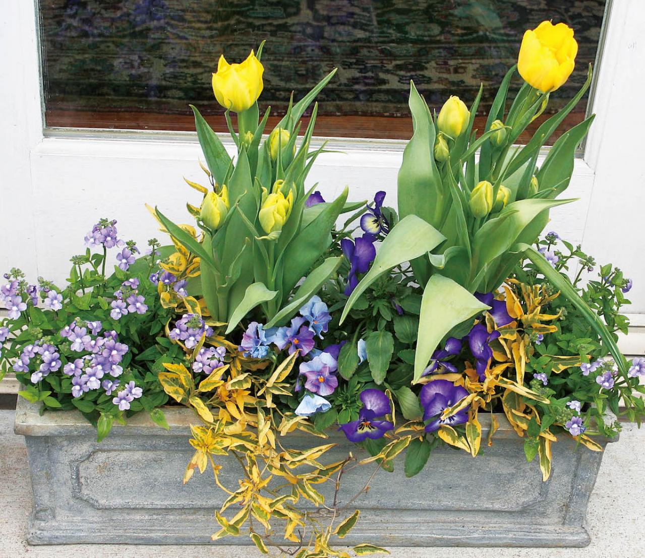 【ガーデニング】色の組み合わせでNGなのは？ 吉谷桂子さんの寄せ植え作りQ&A（画像3）