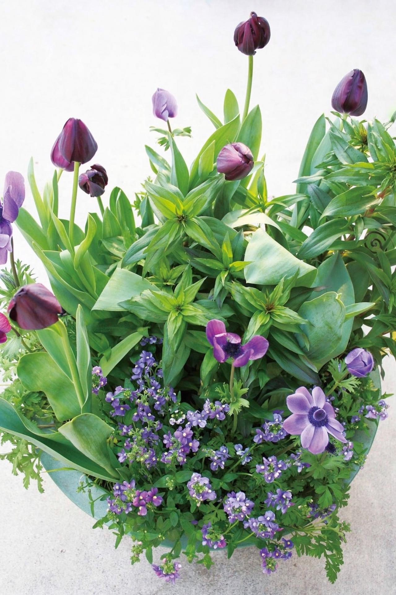 【ガーデニング】3〜4月におすすめなのは？ 吉谷桂子さんの寄せ植え作りQ&A（画像4）