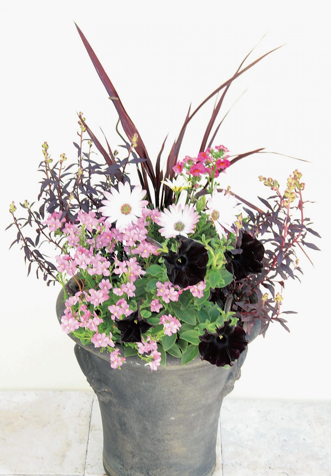 【ガーデニング】黒いビオラやペチュニアはどうアレンジする？ 吉谷桂子さんの寄せ植えQ&A（画像3）