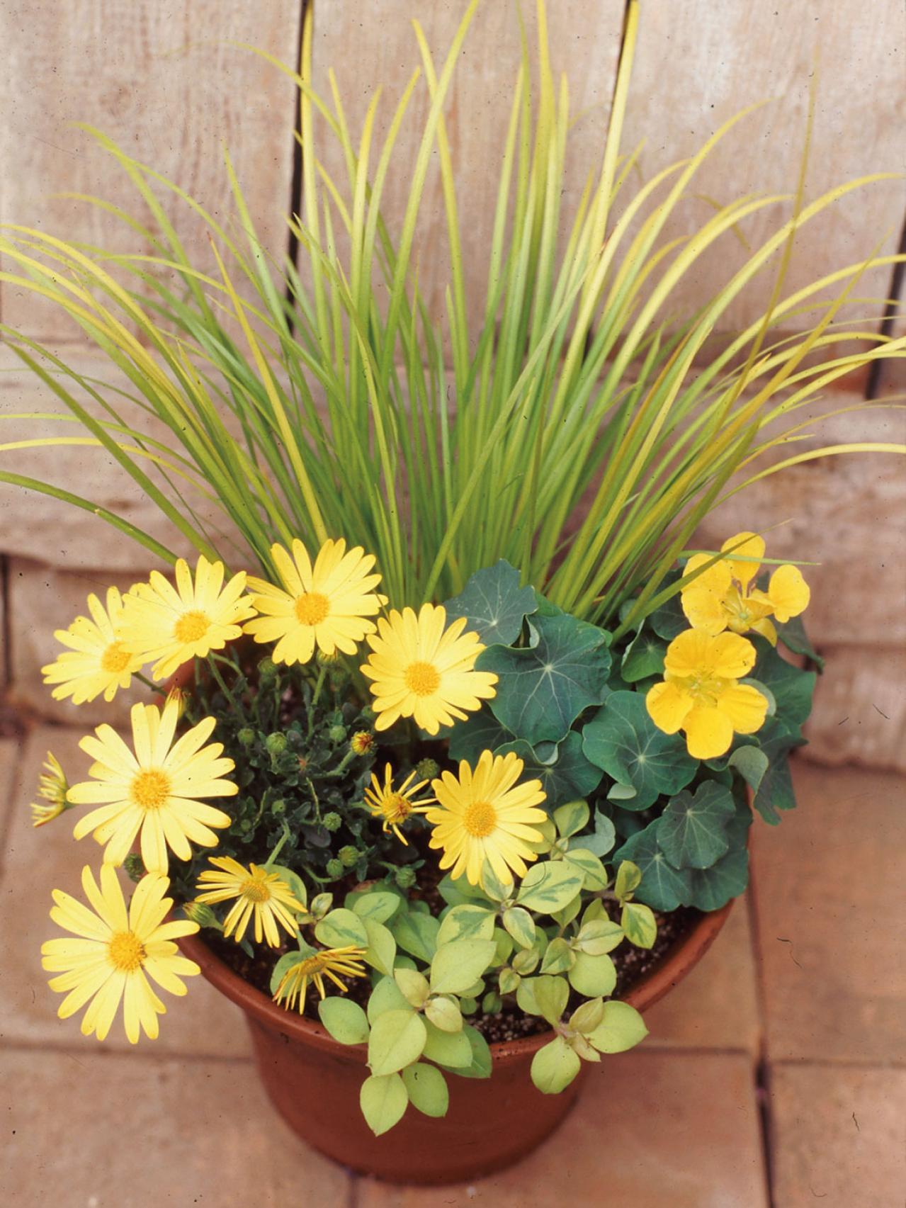 【ガーデニング】失敗しない植物の形の組み合わせ方は？ 吉谷桂子さんの寄せ植えQ&A（画像3）