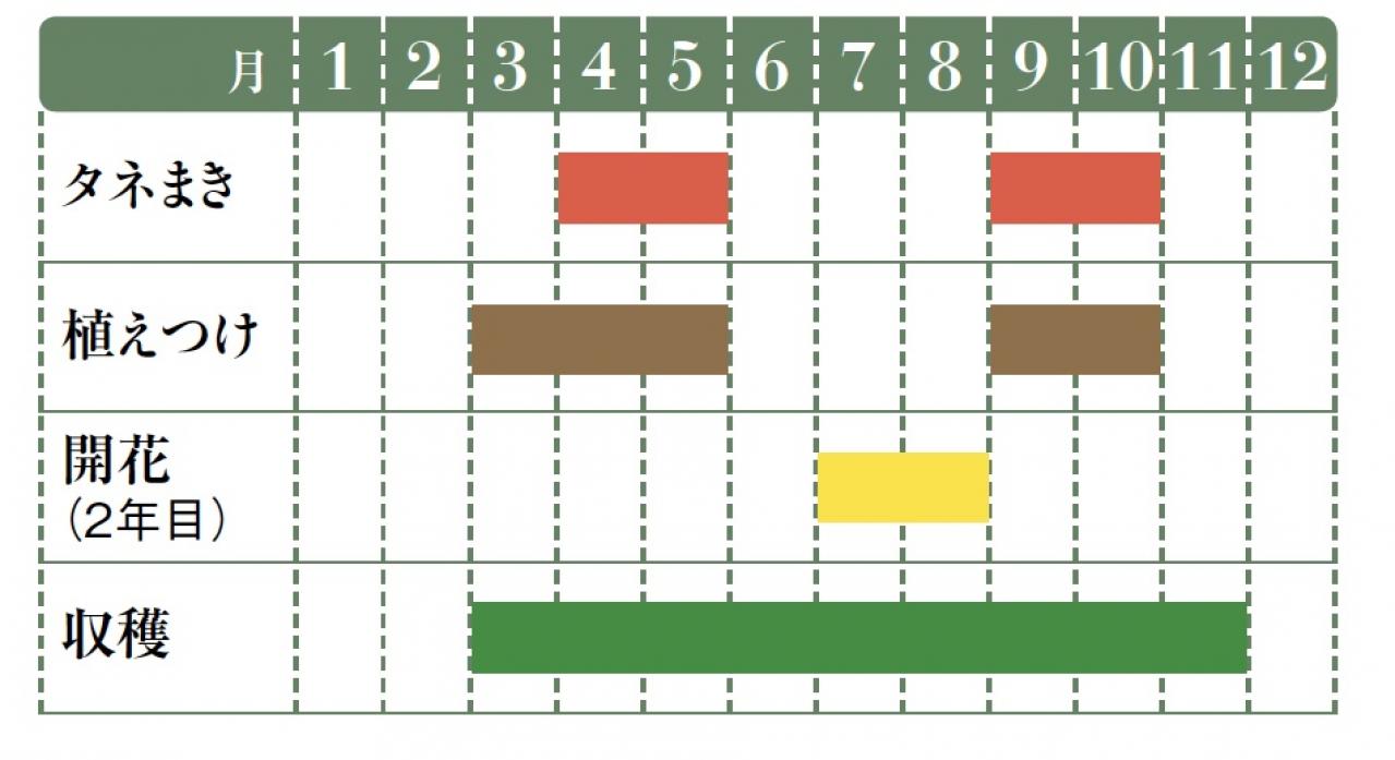【ガーデニング】育てて楽しいハーブ【イタリアンパセリ】の栽培方法と活用アイデア2選（画像2）