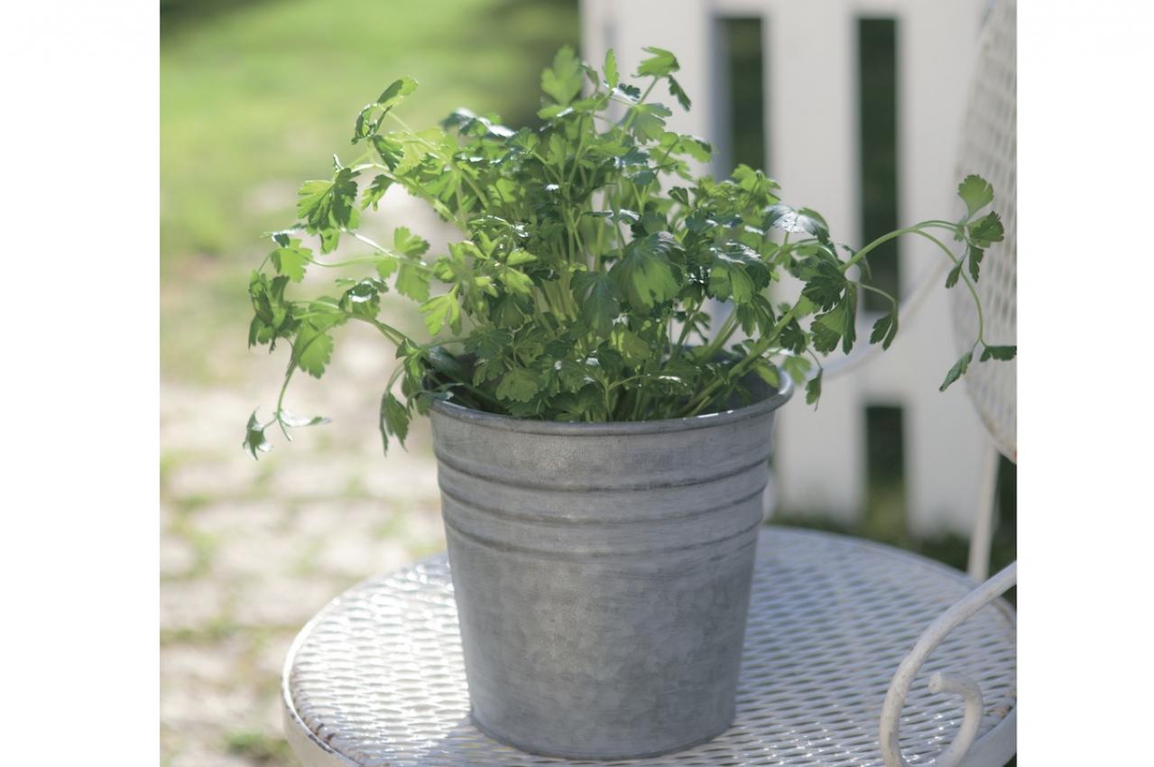 【ガーデニング】育てて楽しいハーブ【イタリアンパセリ】の栽培方法と活用アイデア2選