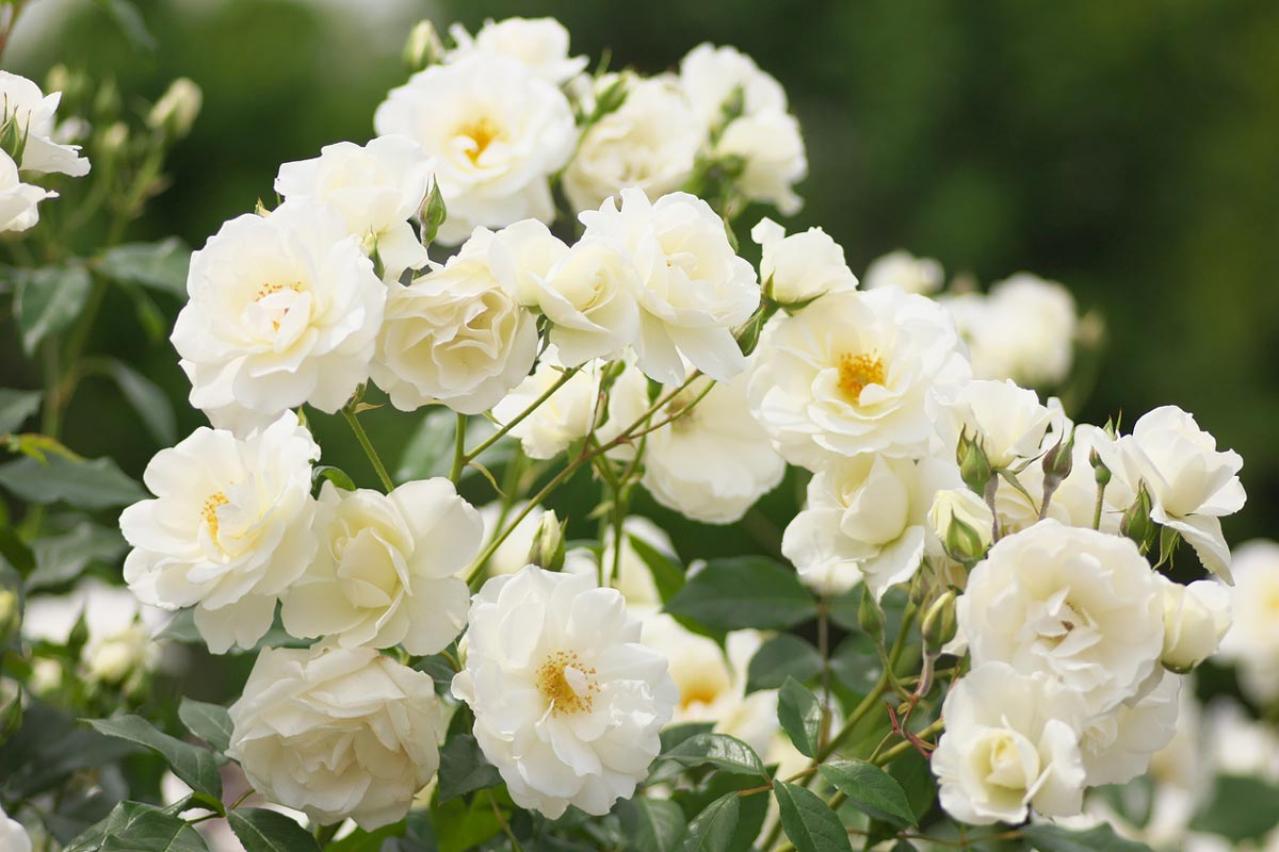 【ガーデニング】2月下旬から冬剪定の作業スタート！バラを若返らせ、よい花を咲かせる