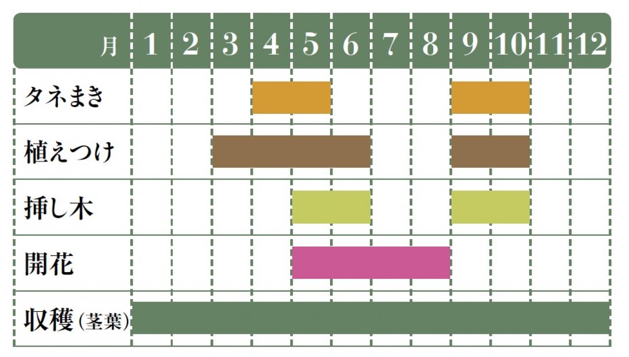【ハーブガーデニング】健康に役立つ【タイム】の栽培方法と活用アイデア3選（画像2）