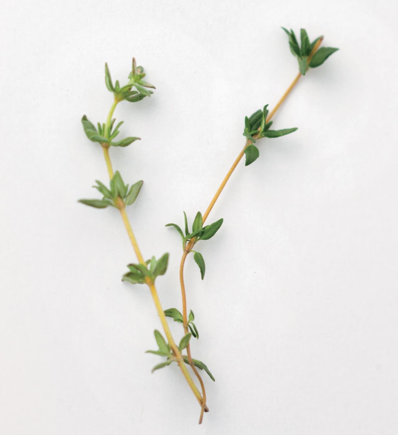 【ハーブガーデニング】健康に役立つ【タイム】の栽培方法と活用アイデア3選（画像3）