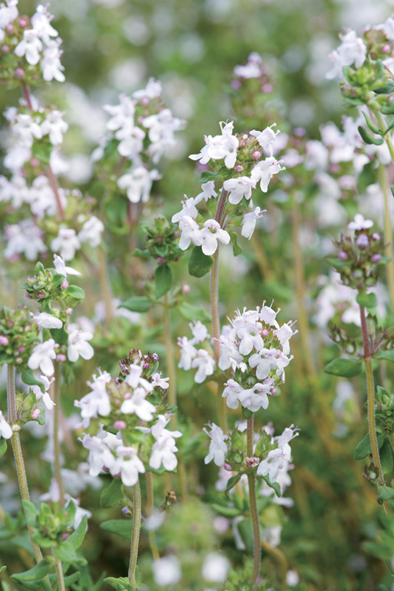 【ハーブガーデニング】健康に役立つ【タイム】の栽培方法と活用アイデア3選（画像5）